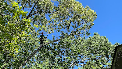 Maintaining and Updating Your Tree Service Liability Insurance Coverage